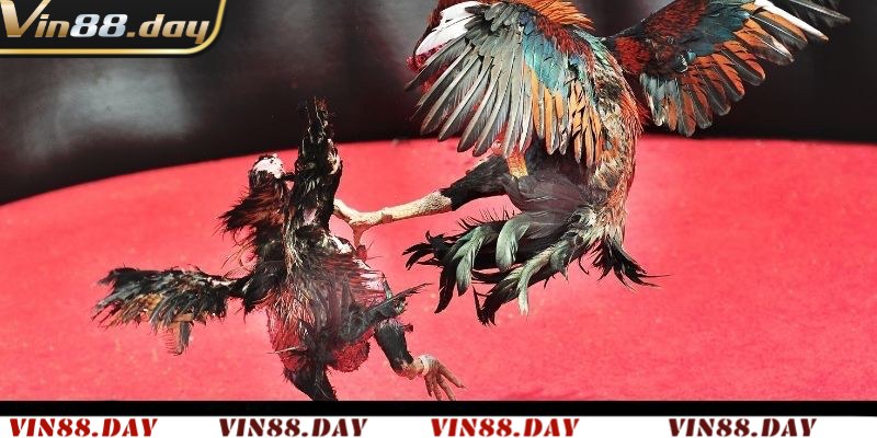Vài điểm cần lưu ý trước khi đặt cược đá gà